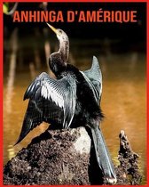 Anhinga d'Amerique