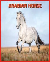 Arabian Horse