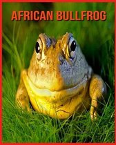 African Bullfrog