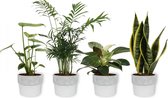 WL Plants - Set van 4 - Kamerplanten - 1x Chamaedorea Elegans, 1x Philodendron White Wave, 1x Monstera Deliciosa, 1x Sansevieria Laurentii - 12cm diameter - Van professionele kweek