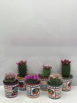 Cactus- Cactus bloeiend mix 6 stuks- Mexico pot- Mammillaria- 6.5cmØ- ± 8-15cm hoog