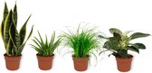 Set van 4 Kamerplanten - Aloe Vera &  Cyperus Zumula  & Philodendron White Wave & Sansevieria Superba - ± 25cm hoog - 12cm diameter