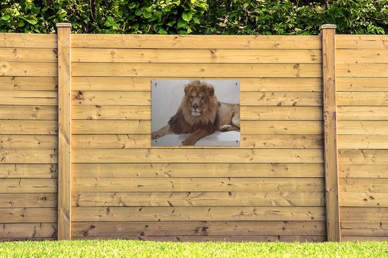 Affiche de jardin Lion relaxant sur fond blanc Toile en vrac 80x60 cm - Toile de jardin / Toile d'extérieur / Peintures pour l'extérieur (décoration de jardin)