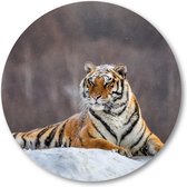 Siberische tijger op een winterse dag - Muurcirkel Forex 70cm | Wandcirkel voor binnen - Besteposter - Dieren