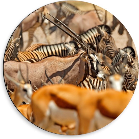 Dibond Wandcirkel - Troep van Verschillende Dieren in Afrika - 50x50cm Foto op Aluminium Wandcirkel (met ophangsysteem)