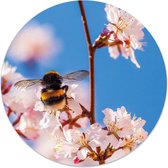 Label2X - Muurcirkel hommel - Ø 140 cm - Forex - Multicolor - Wandcirkel - Rond Schilderij - Muurdecoratie Cirkel - Wandecoratie rond - Decoratie voor woonkamer of slaapkamer