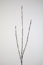 kunsttak - Wilgenkatjes - wit - 75 cm hoog - Salix - zijdentak