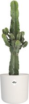 Cowboy Cactus plant incl. mooie design pot | Cactus bekend uit alle Western films | Makkelijk te onderhouden kamerplant | Heeft weinig water nodig  Ø 19 cm – Hoogte 60 cm (waarvan +/- 40 cm p