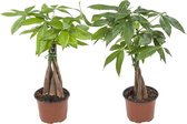 2x Geldboom | Watercacao planten | Makkelijk te verzorgen plant | Weinig water nodig | Pachira kamerplant - Ø 12 cm - Hoogte 35 cm (waarvan 25 cm plant en 10 cm pot) | Kamerplanten