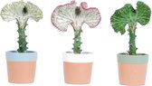 3x Cactussen in design pot | Kleurrijke en bijzondere cactus | Makkelijk te onderhouden kamerplant | Heeft weinig water nodig | Euphorbia's | Cactus decoratie Ø 11 cm – Hoogte 30 cm (waarvan 