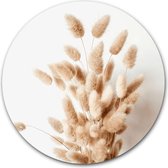 Wandcirkel Bunny Tail Grass op hout - WallCatcher | Multiplex 100 cm rond | Houten muurcirkel siergras