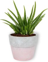 Kamerplant Aloe Vera - ↕ ± 30cm - Ø  12cm - in betonnen roze pot