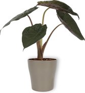 Kamerplant Alocasia Wentii - Olifantsoor - ± 30cm hoog - 12cm diameter - in koperkleurige pot