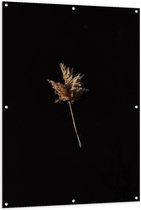 Tuinposter – Pluim Takje met Zwarte Achtergrond - 100x150cm Foto op Tuinposter  (wanddecoratie voor buiten en binnen)