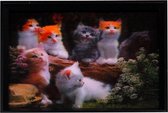 3d schilderij Kittens