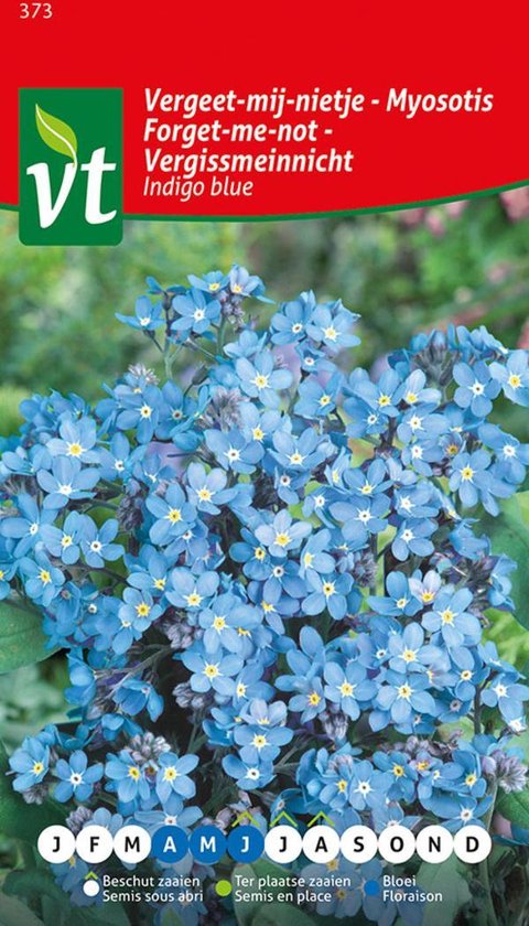 Vergeet-mij-nietje Indigo blue - Tapijtvormende tweejarige plant, lentebloeier.