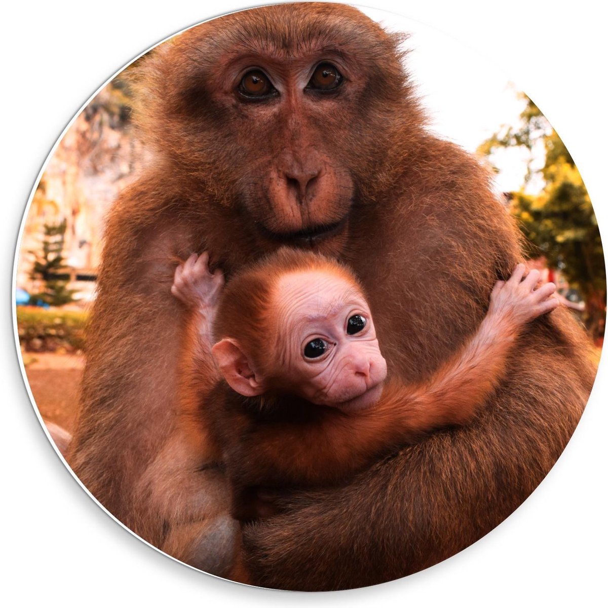 Forex Wandcirkel - Baby Aap in de Armen van Moeder - 30x30cm Foto op Wandcirkel (met ophangsysteem)