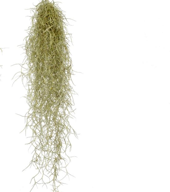 Tillandsia Usneoides – Luchtplant – Airplant – Spaans Mos – Hangplant ↑ 60 – 70 cm