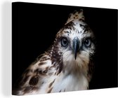 Canvas Schilderij Vogelkop van roofvogel - 90x60 cm - Wanddecoratie