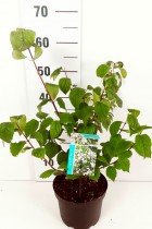 10 stuks | Boerenjasmijn pot 40-60 cm - Bladverliezend - Geurend - Groeit breed uit - Informele haag - Snelle groeier