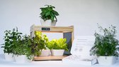 PlantHome -  indoor moestuin | bamboe kweekset | met LED verlichting