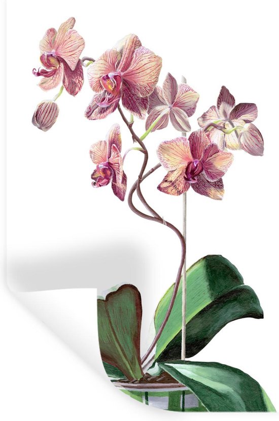 Sticker Muursticker Illustration orchidée rose - illustration orchidée rose  sur fond... | bol