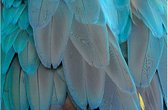 Schilderij Blue Feathers, 148 x 98 cm