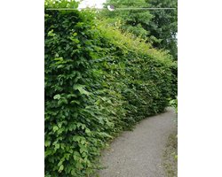 Haagbeuk Carpinus betulus 150-175 cm in Pot, 3x Haagplant