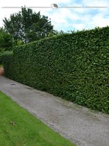 Haagbeuk Carpinus betulus 175-200 cm in Pot, 15x Haagplant