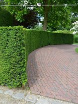 Venijnboom Taxus baccata 120-140 cm, 8x Haagplant