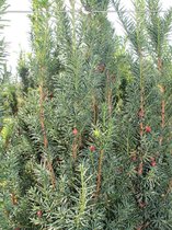 Venijnboom Taxus media Hicksii 50-60 cm, 15x Haagplant
