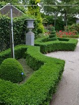 Buxus sempervirens 80-100 cm, 50x Haagplant