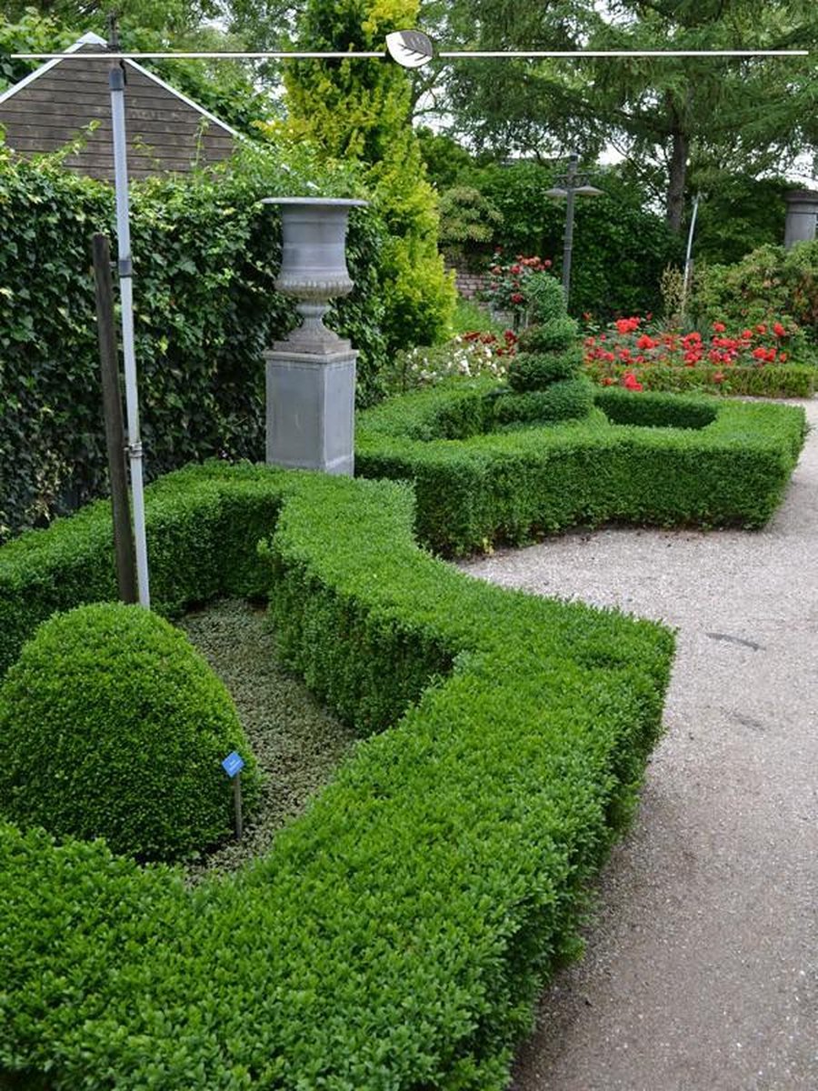 Buxus sempervirens 25-30 cm Blote wortel, 800x Haagplant