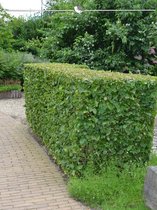 Haagbeuk Carpinus betulus 60-80 cm Blote wortel, 50x Haagplant