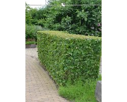 Haagbeuk Carpinus betulus 60-80 cm Blote wortel, 50x Haagplant