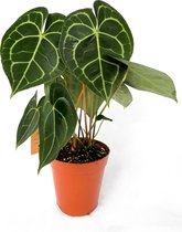 Anthurium Clarinervium ⌀15 cm - ↕ ca. 50cm (Trendy, Urbanjungle, Bijzondere kamerplanten)