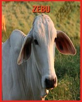 Zebu