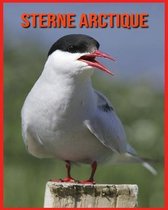 Sterne Arctique