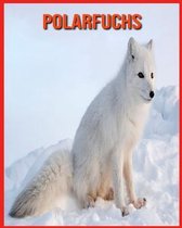 Polarfuchs