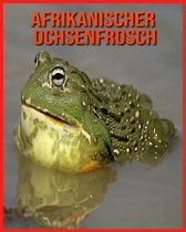 Afrikanischer Ochsenfrosch