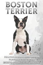 Boston Terrier