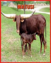 Watusi