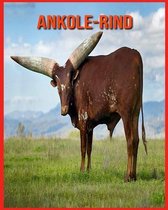 Ankole-Rind