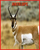 Antilope