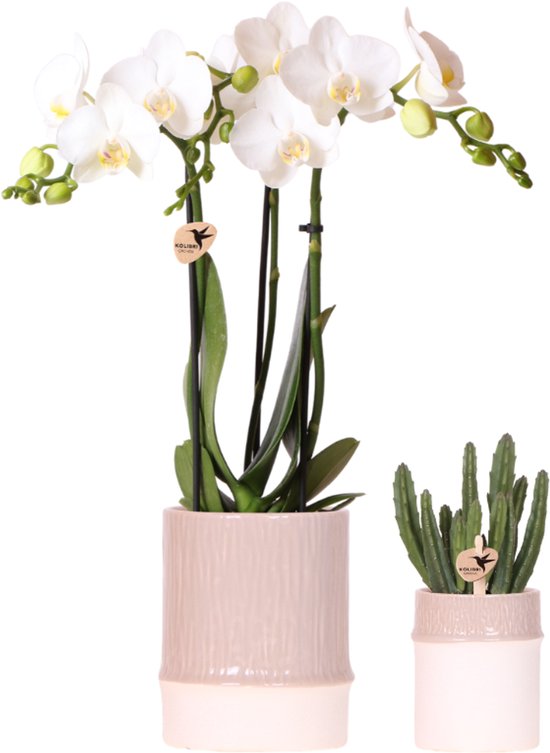 Bamboe Plantenset