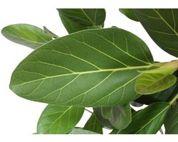 Ficus Benghalensis boom - 150 cm - ø34