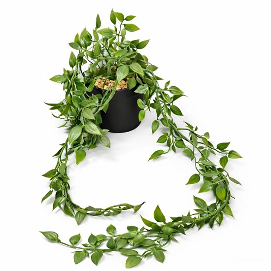 Groene nep-hangplant met lange slingerende takken in een zwarte pot met steentjes.