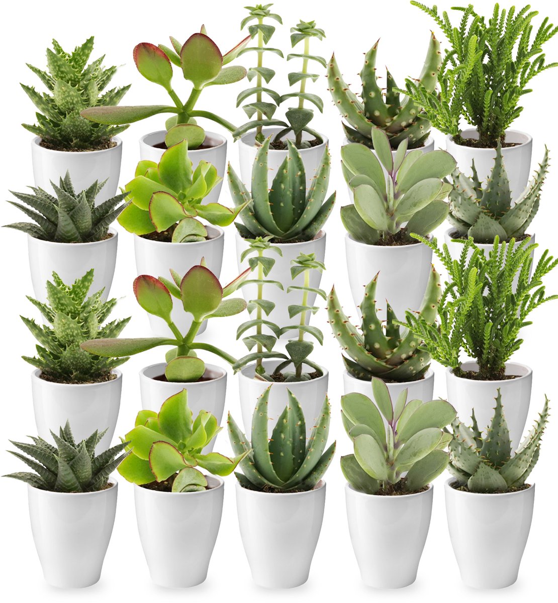 vdvelde.com - 20 mini vetplanten met witte potjes 6 cm - Kleine planten als cadeau, tafeldecoratie & bedankjes - Onderhoudsvriendelijke kamerplanten uit eigen kwekerij