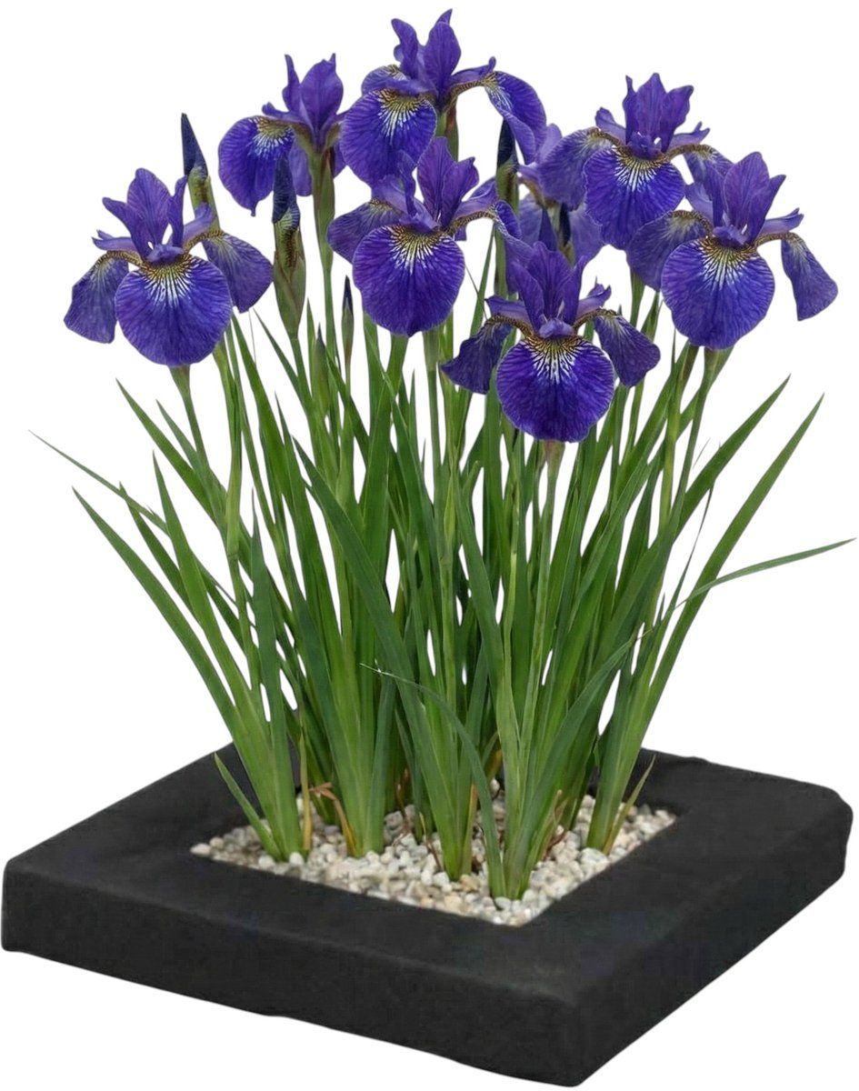 vdvelde.com - Planteneiland voor vijver met blauwe iris - Compleetset met 4 waterplanten (Iris kaempferi) - Drijvend planteneiland voor helder water - Winterhard en onderhoudsvriendelijk