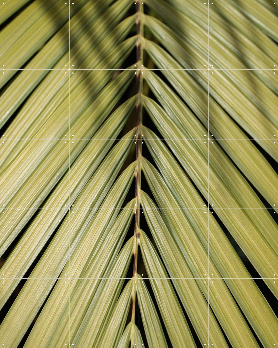 IXXI Tropical, Henrike Schenk - 80 x 100 cm - Gratis ophangtool - Grote wanddecoratie en posters - Kleurrijk, Fotografie, Naturalisme, Slaapkamer